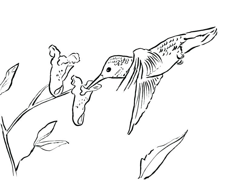 760x594 Hummingbird Coloring Page Coloring Pages Of Hummingbirds Coloring