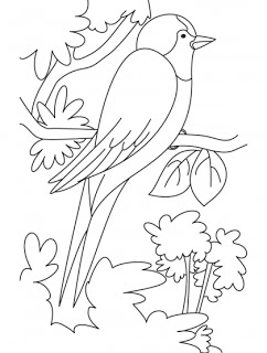 242x320 Swallow Coloring Pages Kids Coloring Pages