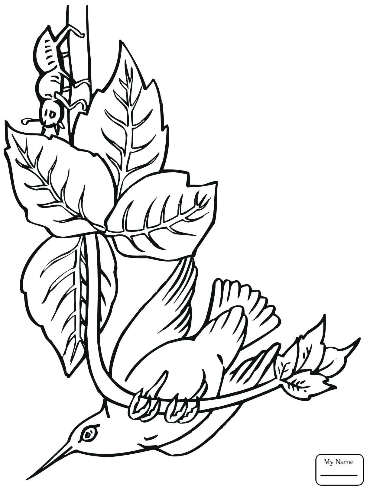 1224x1632 Coloring Pages Hummingbird Coloring Pages Birds Hummingbirds