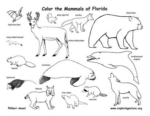 480x370 Swamp Animals Coloring Pages