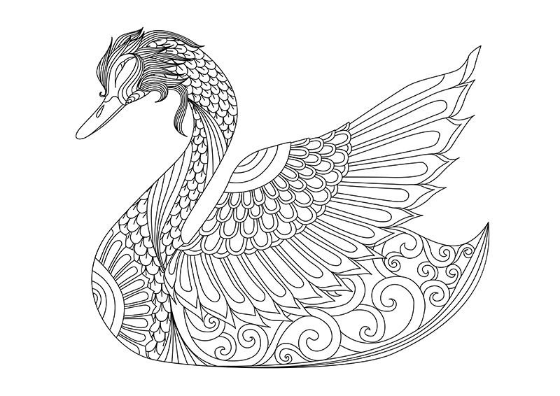 800x566 Swan Adult Free Coloring Page Adults, Animals Coloring Pages