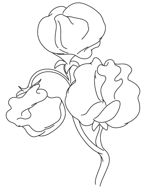 612x792 Plant Coloring Pages Fancy Plush Design Parts Of A Flower Page