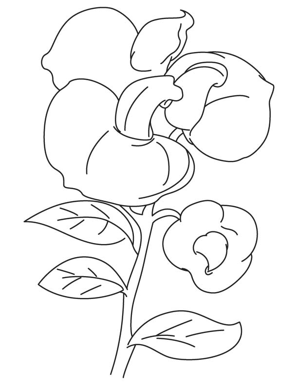 612x792 Sweet Pea Coloring Pages