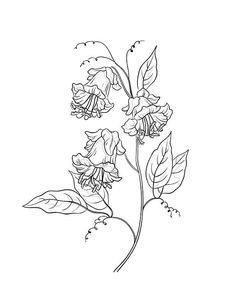 236x305 Picture Sweet Pea Flower