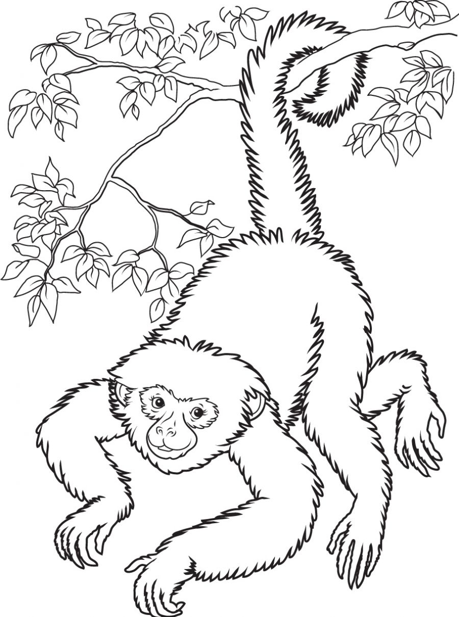900x1210 Coloring Pages Free Beautiful Printable Monkey L On Swinging