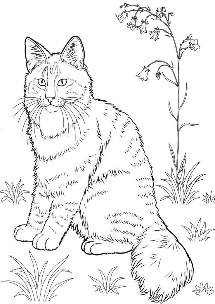 736x1040 Best Coloring Page Cats Images On Coloring Books