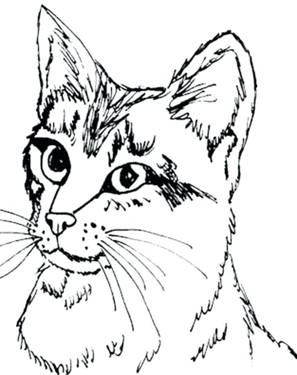 600x757 Tabby Cat Coloring Pages Adult Coloring Pages Cat Coloring