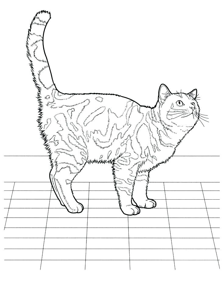 736x968 Tabby Cat Coloring Pages Realistic Cat Coloring Pages Also
