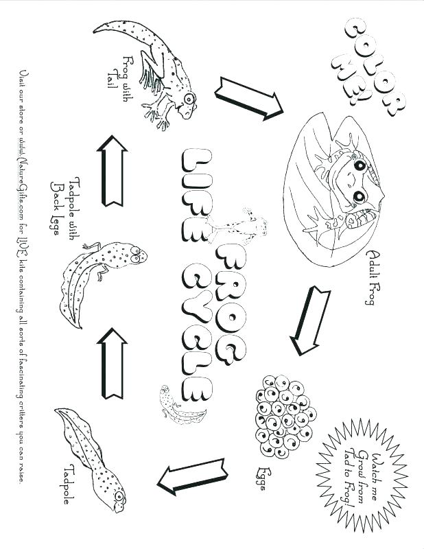 618x800 Tadpole Coloring Page Life Cycle Coloring Pages Life Cycle