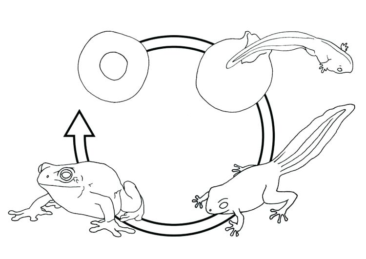 750x531 Tadpole Coloring Pages Tadpole Coloring Page Coloring Page Frog