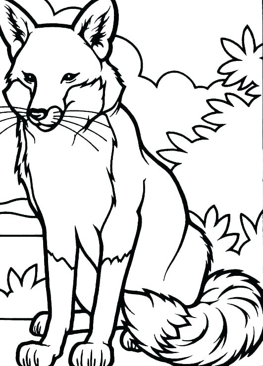 531x739 Tails The Fox Coloring Pages Coloring Pages Of Red Foxes Fox