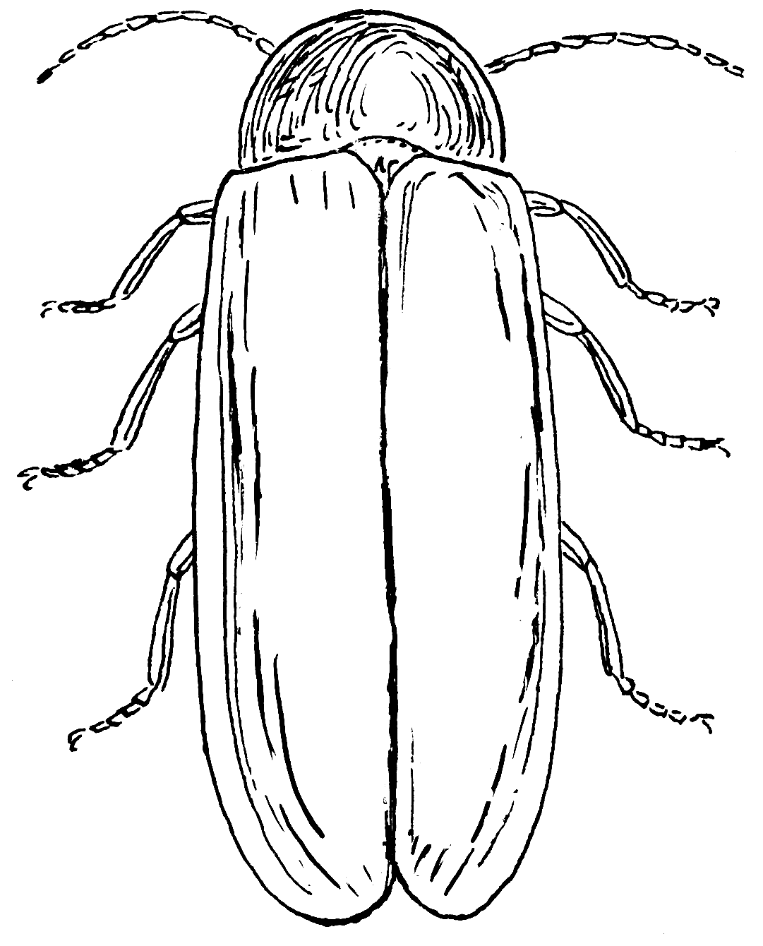 1081x1340 Fine Lightning Bug Coloring Pages Component