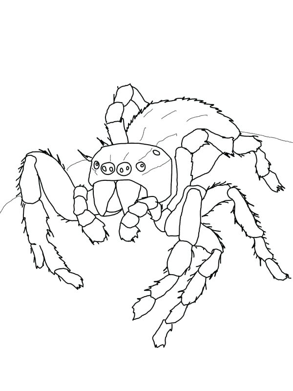 600x800 Tarantula Coloring Page Daring Jumping Spider Coloring Page