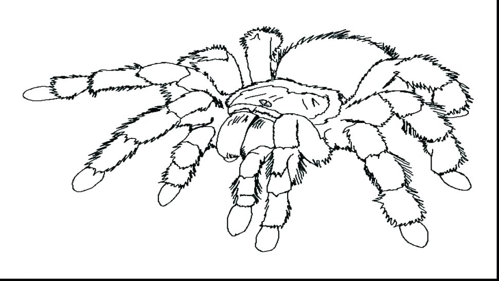 970x546 Coloring Pages Free To Print Best On Tarantula Coloring Page