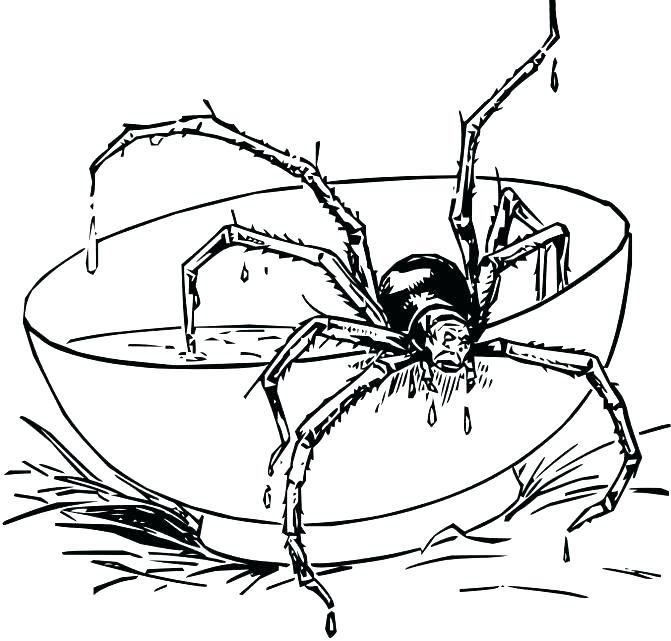 671x641 Tarantula Coloring Page Spider Color Page B Spider Coloring Page