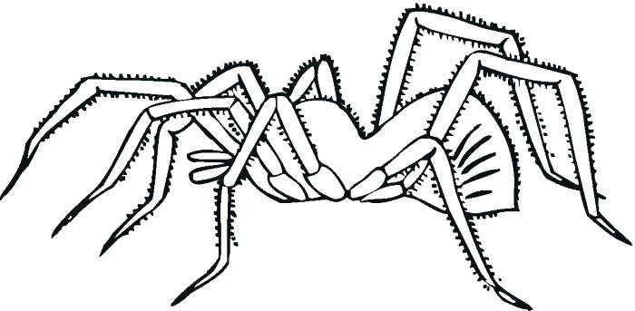 700x343 Tarantula Coloring Page Spider Coloring Pages Spider Coloring