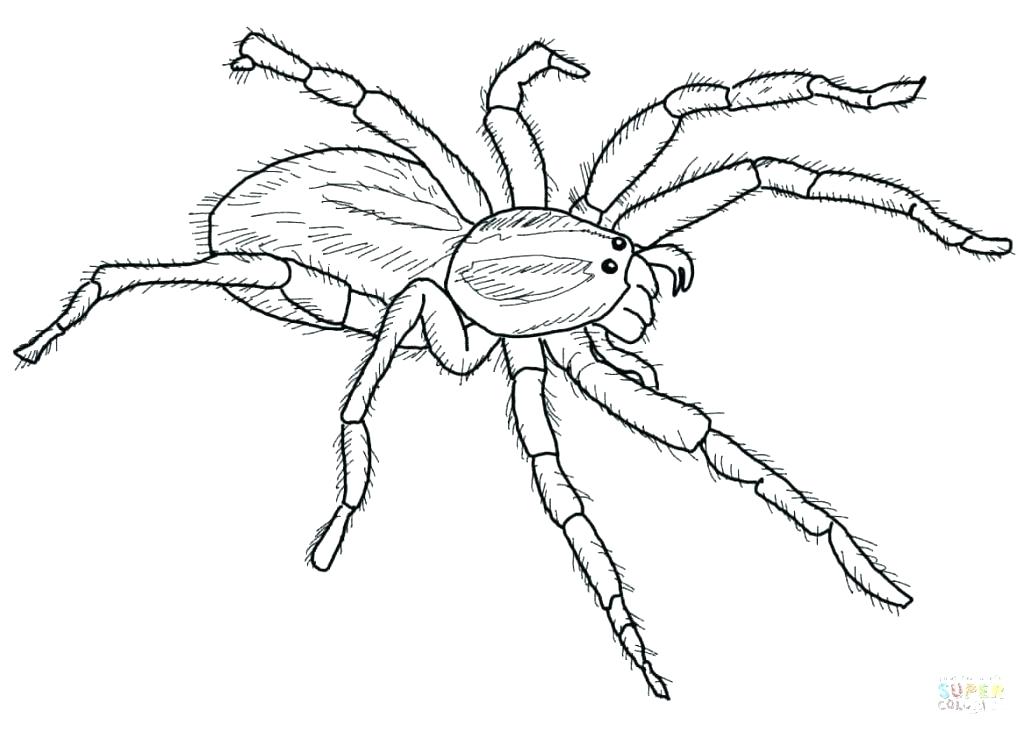1024x732 Tarantula Coloring Page Spiders Coloring Pages Large Size