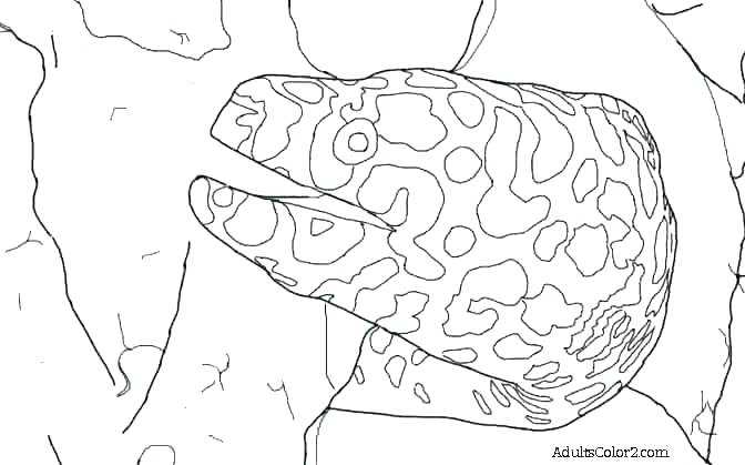672x419 Eel Coloring Pages Tarantula Coloring Page Eel Coloring Pages Eel