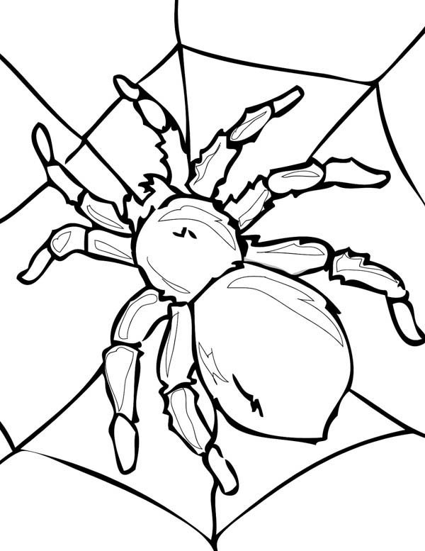 600x777 Tarantula On His Spider Web Coloring Page
