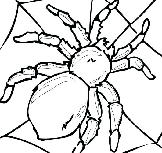 531x500 Coloring Page Tarantula Coloring Page Drawing Free Printable