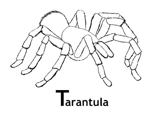 528x365 Fine Tarantula Coloring Pages Ideas Coloring Pages For Kids