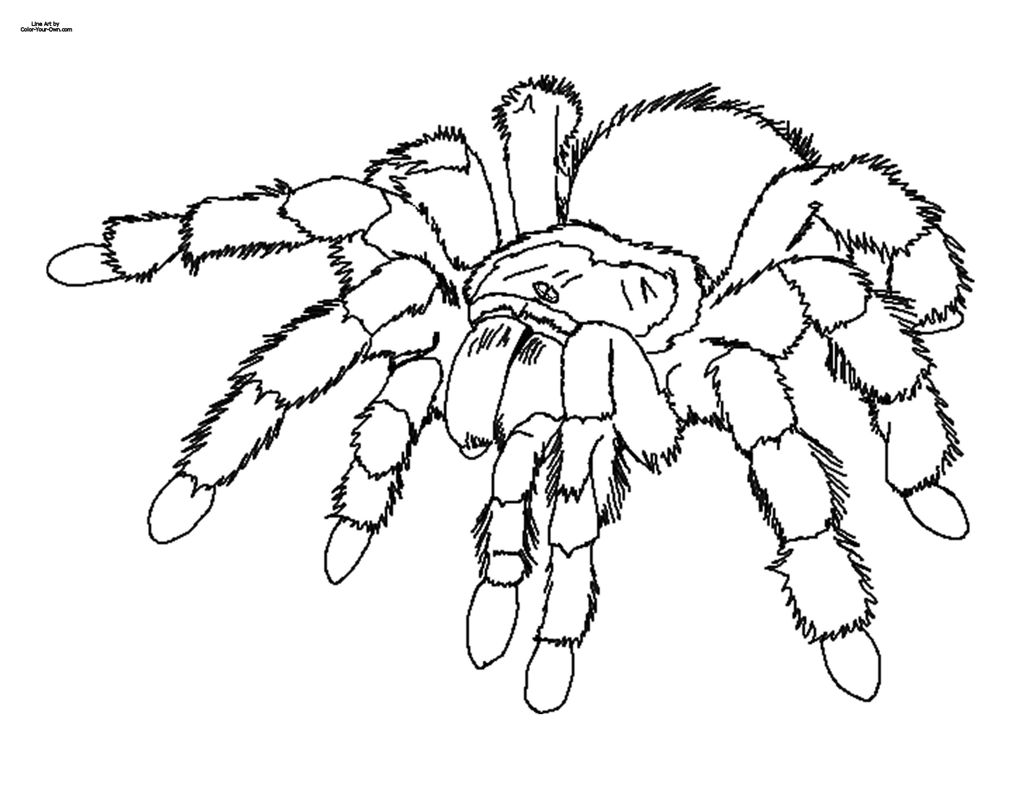 3300x2550 Image Detail For Tarantula Coloring Page !my Coloring Pages