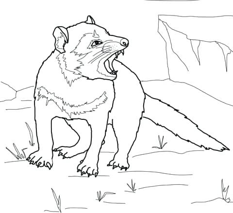 480x439 Tasmanian Devil Coloring Pictures Click To See Printable Version