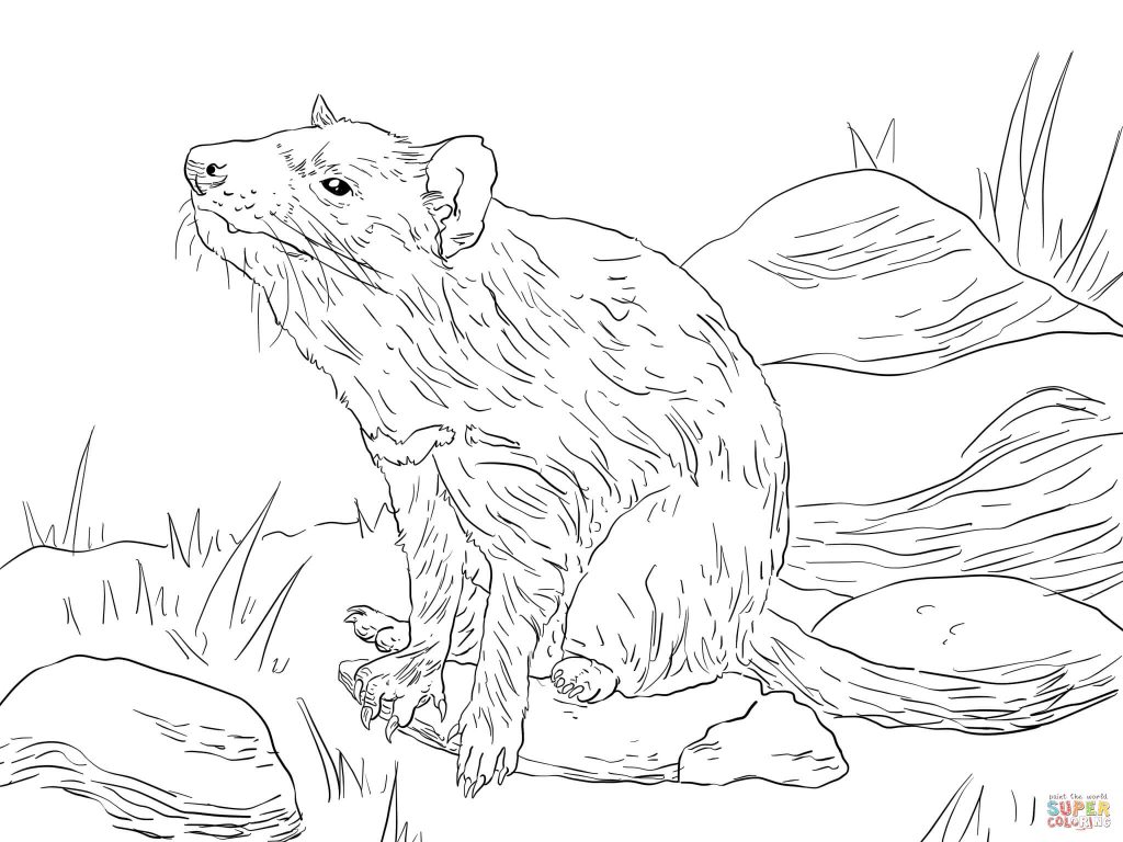 1024x768 Tasmanian Devil Sitting Download Coloring Page