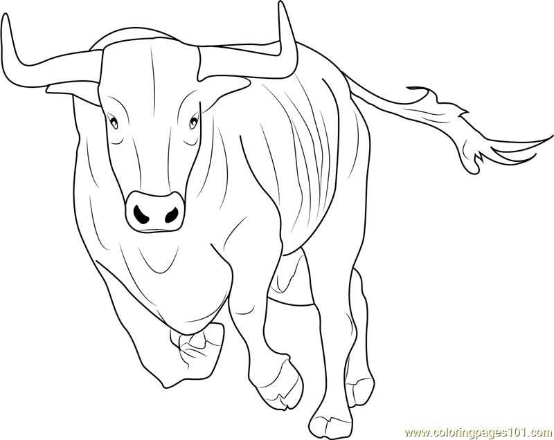 800x636 Bos Taurus Coloring Page