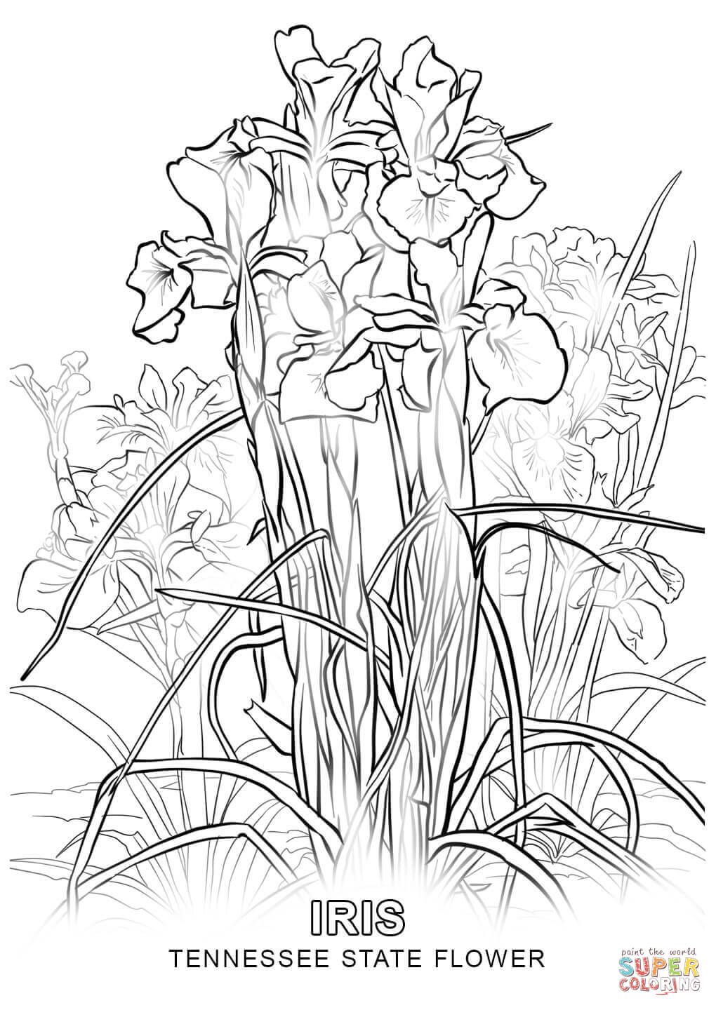1020x1440 Tennessee State Flower Coloring Page