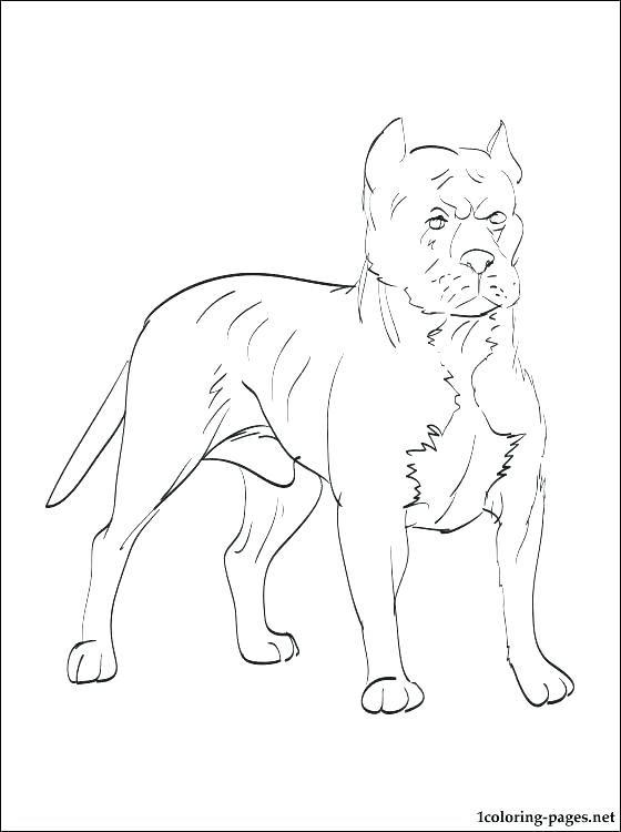 560x750 Pitbull Coloring Page Coloring Pages Coloring Pages Pit Bull