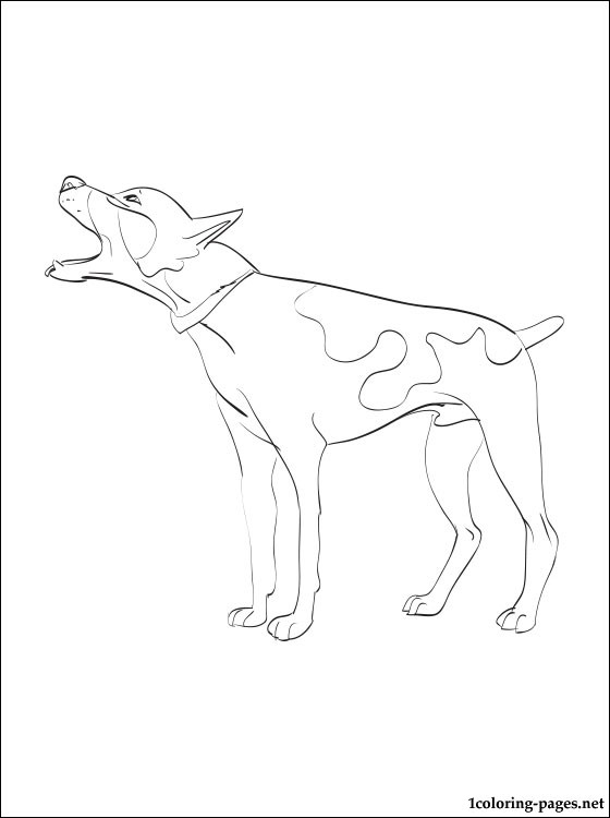 560x750 Rat Terrier Coloring Page Coloring Pages