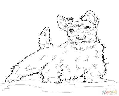 400x322 Scottish Coloring Pages Coloring Trend Thumbnail Size Jack Terrier