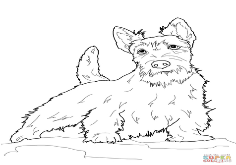 476x333 Scottish Terrier Coloring Pages Page Image Clipart Images