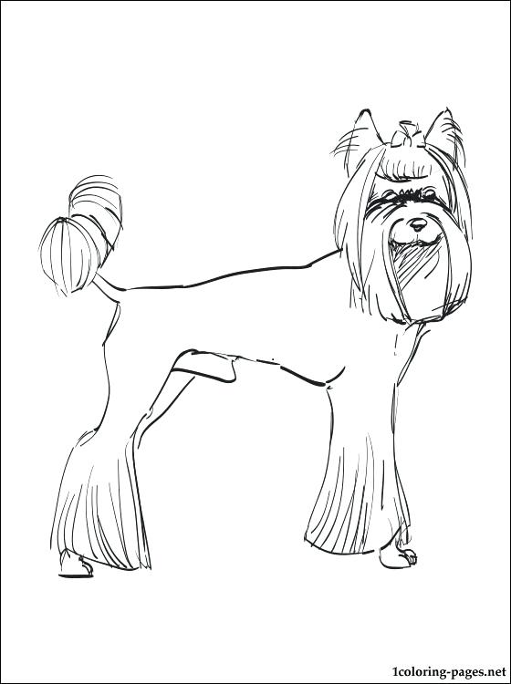 560x750 Yorkie Poo Coloring Pages Coloring Page Click To See Printable