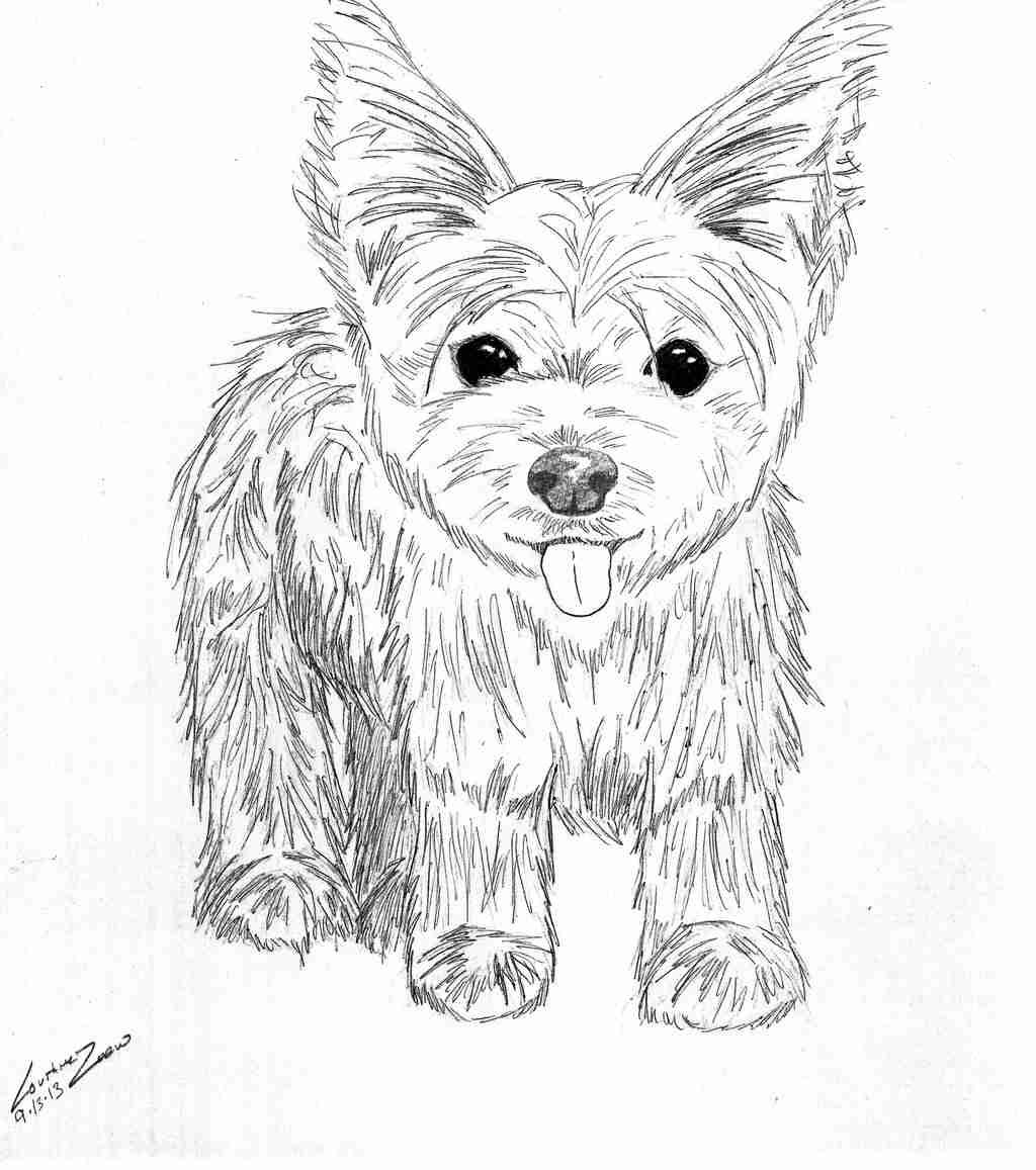 1024x1157 Yorkshire Terrier Coloring Pages Simple Yorkies