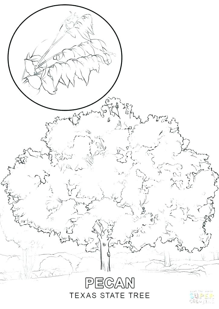 725x1024 Texas Coloring Pages Symbols Coloring Pages Coloring Sheet
