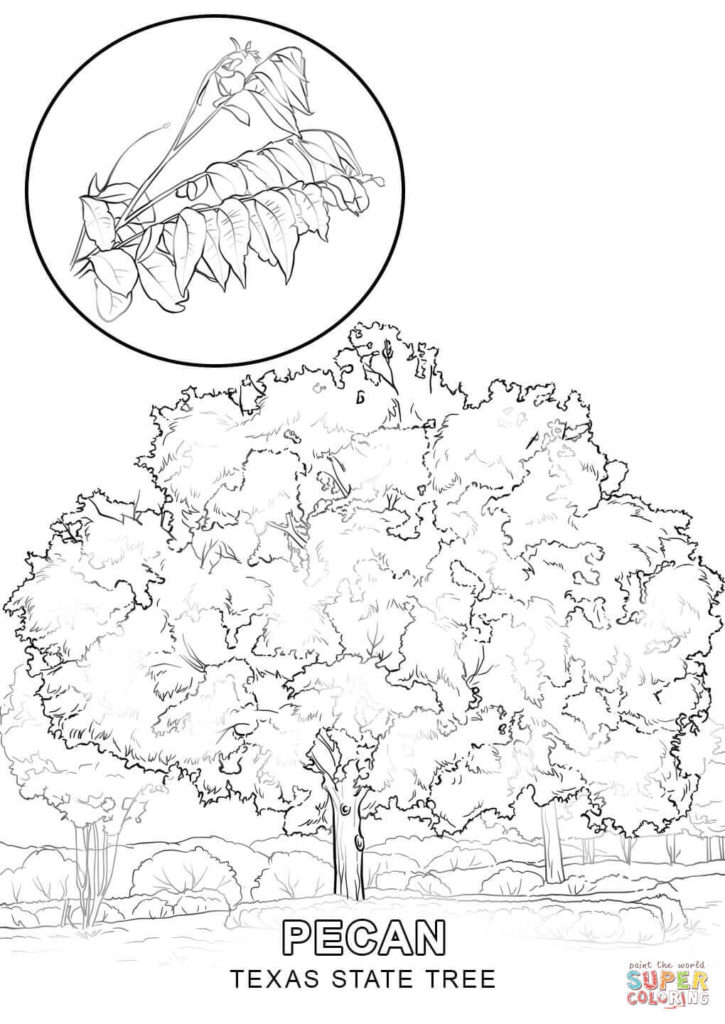 725x1024 Texas State Tree Coloring Page Free Printable Pages Inside Draw
