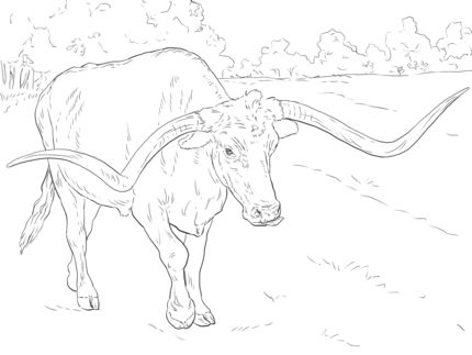 430x323 Texas Longhorn Coloring Sheet