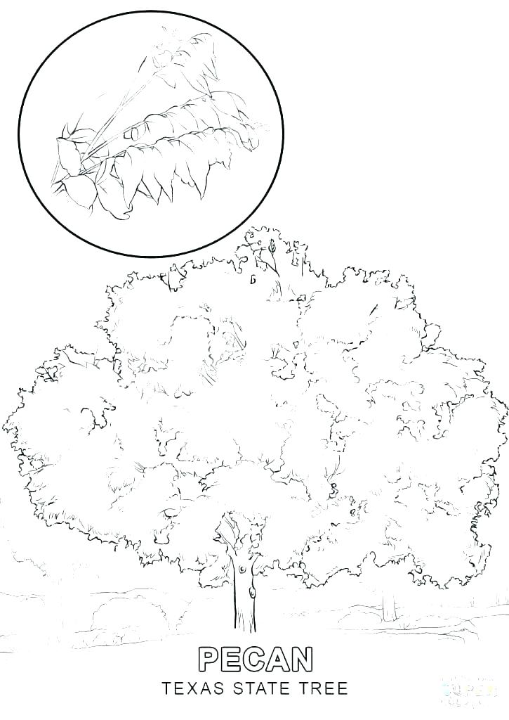 725x1024 Texas Symbols Coloring Pages Flag Coloring Page Flag Coloring Page