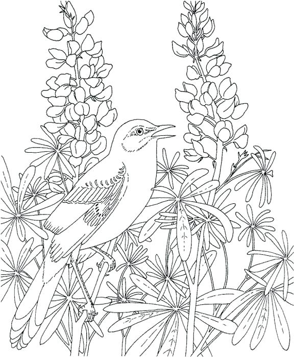 576x699 Texas Coloring Page Mockingbird Coloring Page Purple Kitty Texas