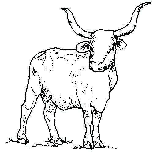 500x500 Texas State Symbols Coloring Pages Has The Name Longhorn Find This