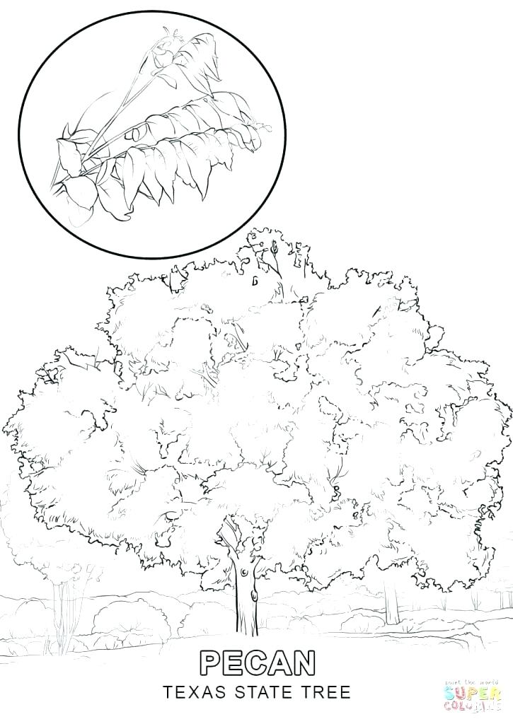 725x1024 Texas Tech Coloring Pages State Symbols Coloring Pages State Tree