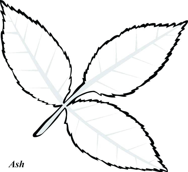 747x686 Leaf Coloring Page Leaf Templates Printable Palm Leaf Coloring