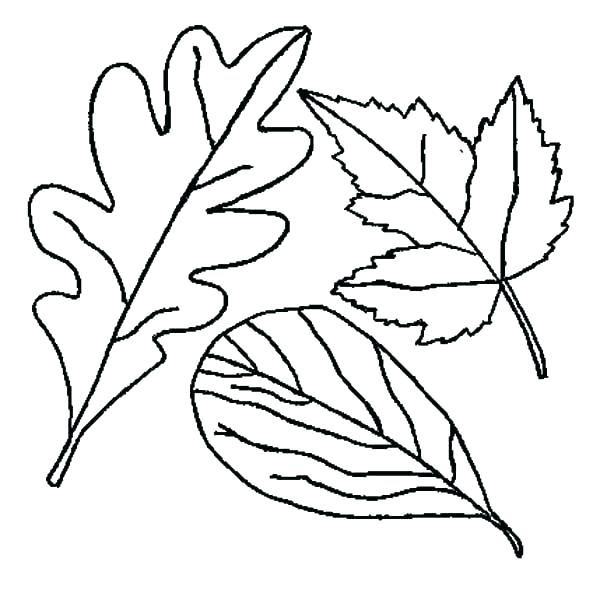 600x593 Thanksgiving Leaves Coloring Pages Coloring Page Leaf Thanksgiving