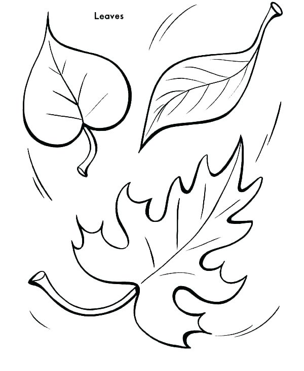 600x734 Falling Leaves Coloring Pages