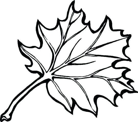 540x478 Coloring Pages Leaves Autumn Gallery Coloring Pages Leaves