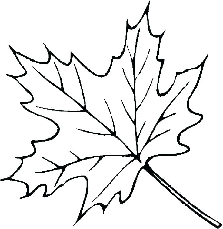 736x755 Coloring Pages Leaves Printable Leaves Coloring Pages Leaves