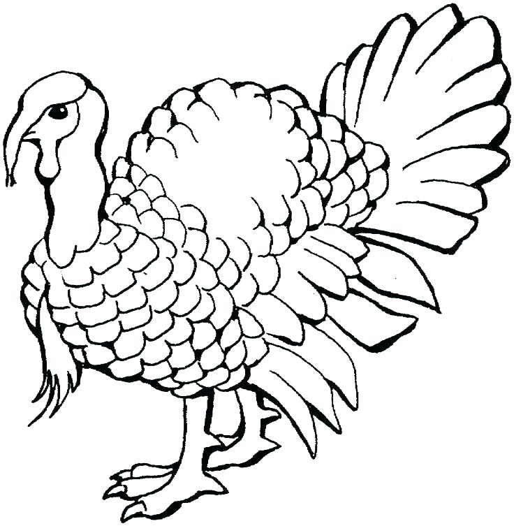 736x753 Turkey Coloring Pages For Kids Free Printable Thanksgiving