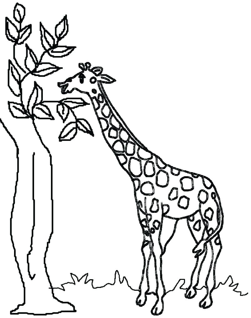 803x1016 Staying Giraffe Coloring Page Extraordinary Book Pictu On Disneys